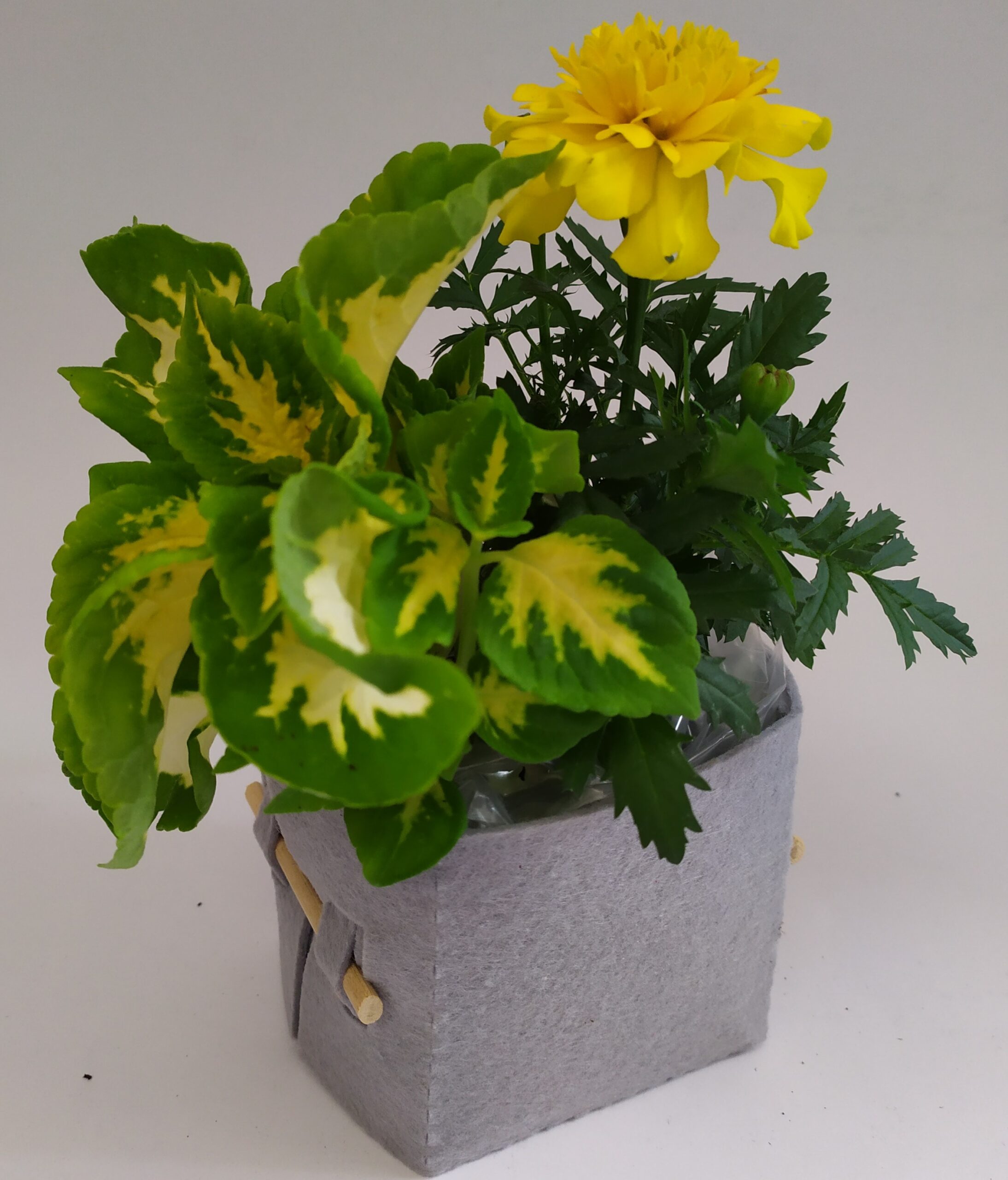 MEZZO VASO QUADRATO 8x8x8 - immagine 3