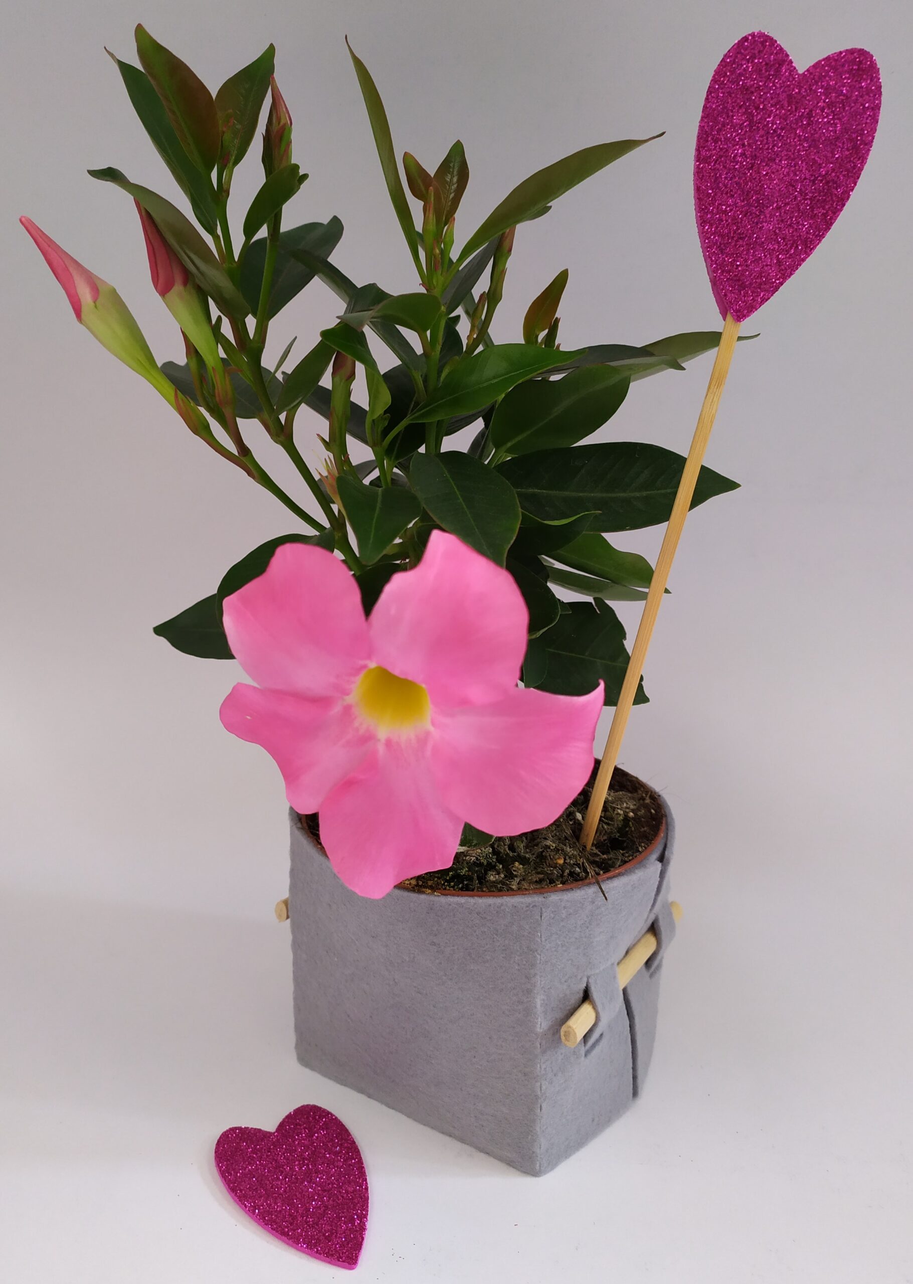 MEZZO VASO QUADRATO 8x8x8 - immagine 2